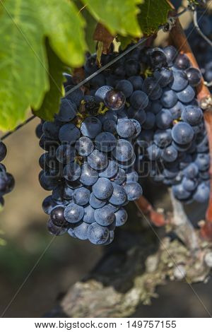 Sangiovese Grapes In The Montalcino Region Of Tuscany