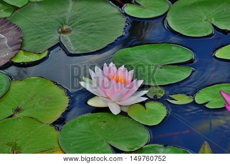 Pink water lily on lilypads in a pond water closeup green