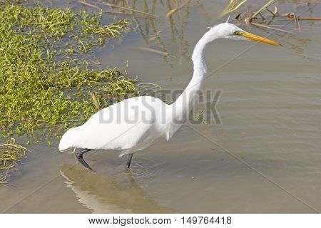 Great Egret on the Hunt in a Wetland on the Texas Gulf Coast near Port Aransas
