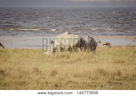 A large rhinoceros grazes on the african savanna