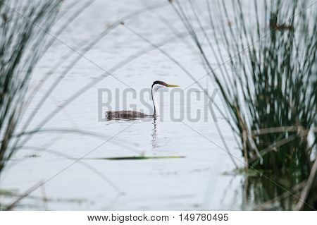 Western Grebe (aechmophorus Occidentalis)