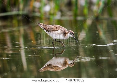 Wilson's Phalarope (phalaropus Tricolor)