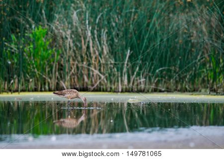 Marbled Godwit (limosa Fedoa)