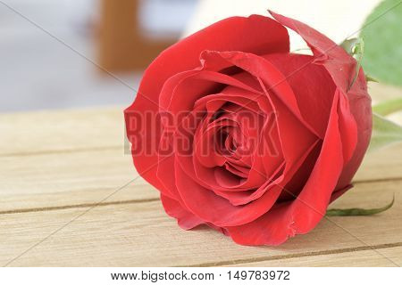 Close up red rose on wood for background