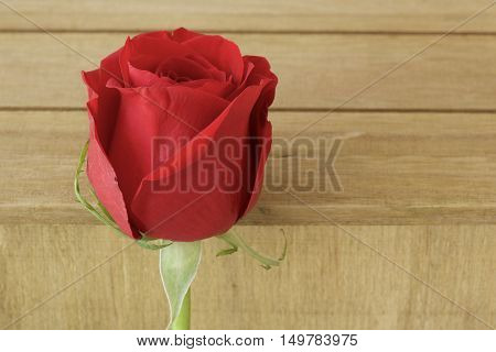 Close up red rose on wood background for background