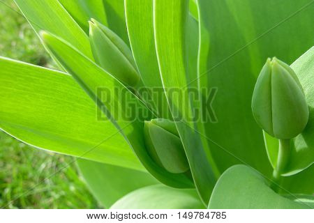 Green buds of tulips bloom in spring in the garden