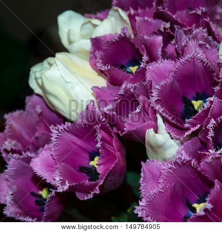 White and pink tulips. In the bouquet.