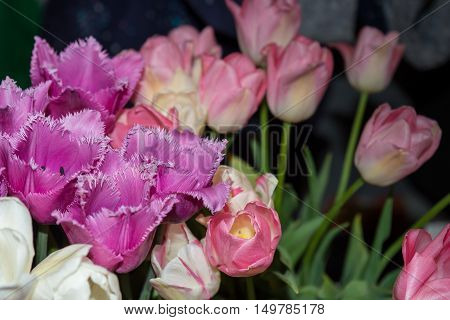 White tulips purple and pink. In the bouquet