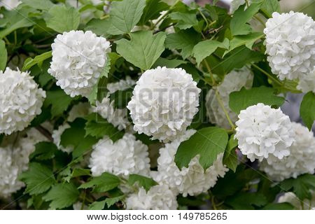 Ball inflorescence. Viburnum bush green white flowers