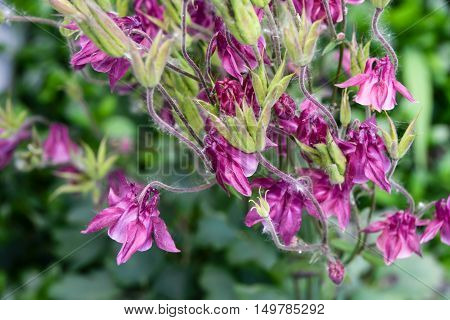 Aquilegia flowers lilac pink bush floriculture landscaping Blossom Flowering