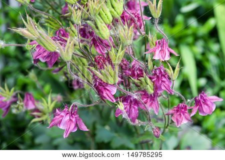 Aquilegia flowers lilac pink bush floriculture landscaping Blossom Flowering