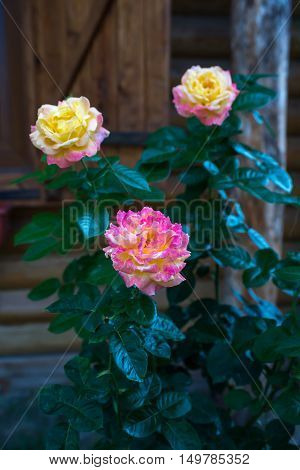 Roses yellow rose pink rose wooden lodge rose bush
