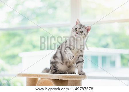 Cute American short hair cat sitting on cat tower