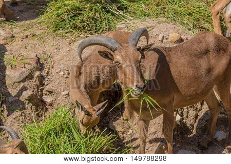 Barbary Sheep And Glass.