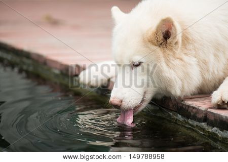 White siberian husky dog lying and drinking water from koi pond