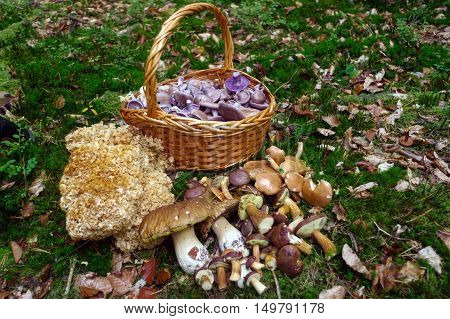 fresh picked edible forest mushrooms in a basket