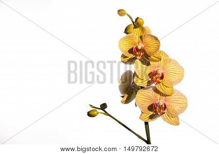 a bloomed branch of orchids over white. copy space on left corner.