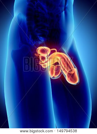 Reproductive System Male, Medical Concept.
