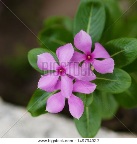 Soft focus purple periwinkle flower in garden