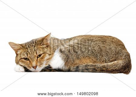Lying Cat Isolated On White