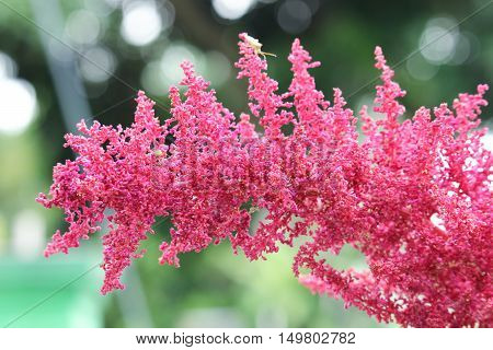 Close up Astilbe red flower with green background