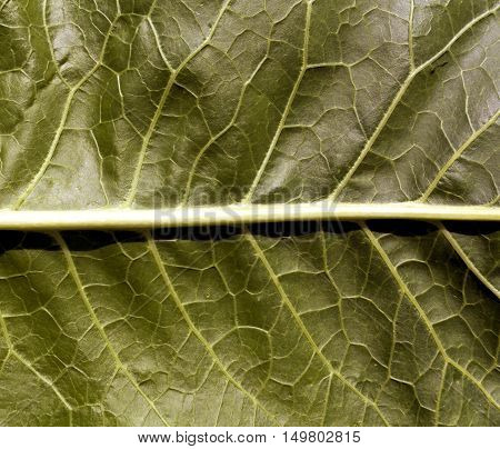 Green Leaf Texture.