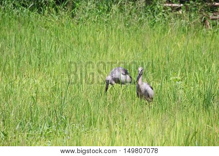 Stork select focus with shallow depth of field in green cornfield.