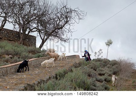 CHEFCHAOUEN, MOROCCO - JANUARY 2, 2014: Girl drover with goats walking on the road to pasture.