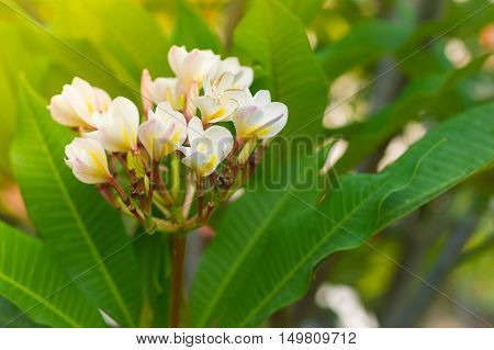 Frangipani flowers bloom in the morning sun.