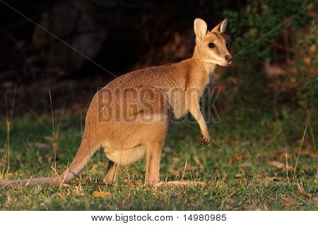 Agile Wallaby, Australien
