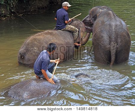 Men Are Bathing Elephants In The River