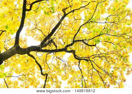 Vibrant yellow maple golden fall tree foliage background