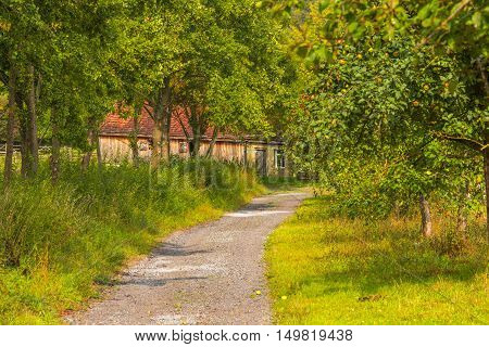 Country road through an apple orchard-Autumnal image with a rustic road through an apple orchard leading towards an old german house.