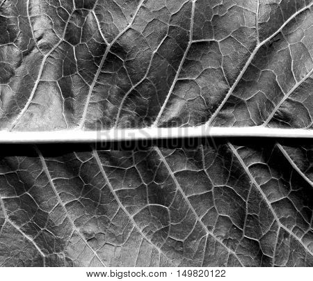 Black And White Leaf Texture.