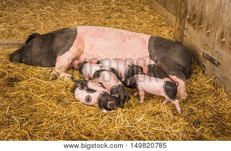 Sow and piglets on hay - Female pig from the Swabian-Hall swine a german breed lying on straws in its farm lair with six baby pigs around it.