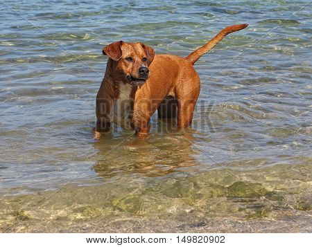 Beautiful dog in the sea at the beach
