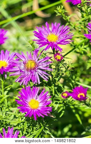 The cushion Aster (Aster dumosus). Autumn perennial Aster with purple flowers