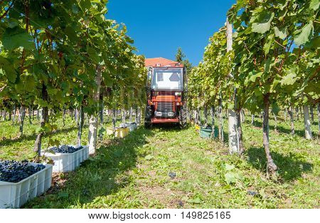 Tractor collecting containers full of ripe grapes
