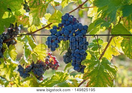 Ripe red grapes in a vineyard on a sunny day