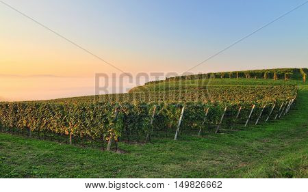 Beautiful vineyard landscape in early autumn morning Slovenia
