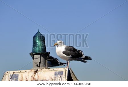 Gaivota na bóia