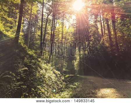 Beautiful autumn landscape into the forest with colorful trees among the walking path and sun-rays through the branches of tree into the deep nature of Romania