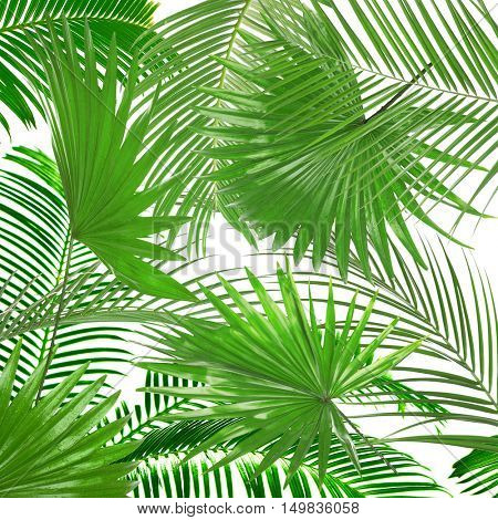 Palm  leaves (Livistona Rotundifolia palm), on white background