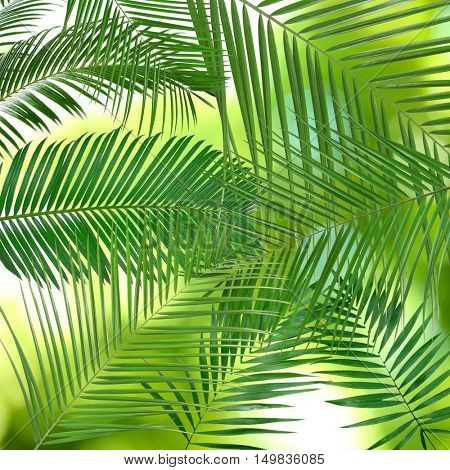 Green leaves of palm tree (Howea) on white background