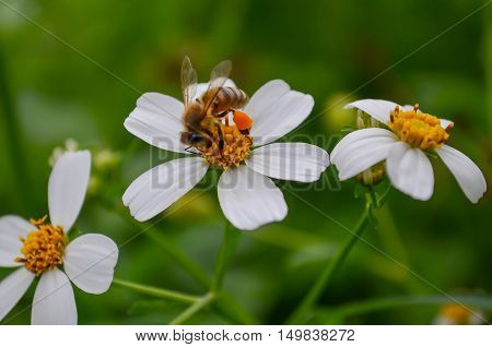 Bee Flower yellow green white animal outdoor