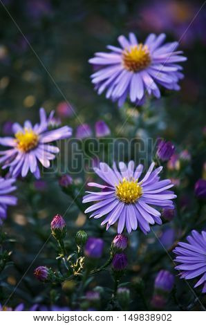 beautiful bushy aster flower in a natural garden environment