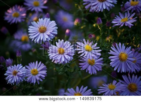 beautiful bushy aster flower in a natural garden environment