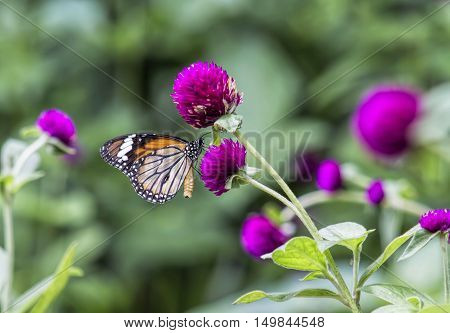 Butterflies for nectar on beautiful purple flowers (Globe amaranth)
