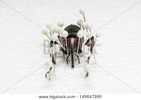 Dried Snout Beetle, Dry Preservation Snout Beetle