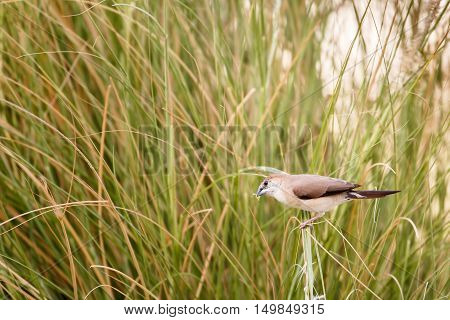An Indian Silverbill or White-throated Munia in a garden in Bahrain
